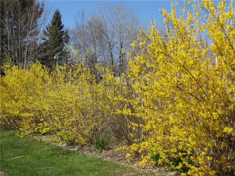 Forsythia in Big Back Yard - Home for Sale in Northport, Maine