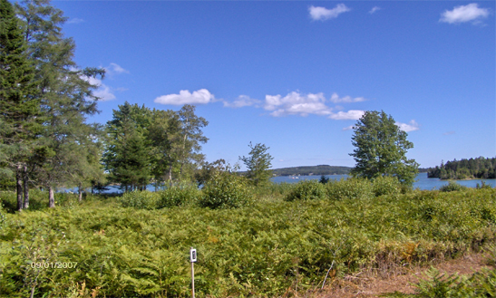 Shore lot for sale on the coast of maine